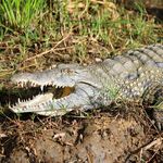 Crocodile basking on the rivers edge